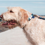 Red Dingo Collar Navy Horizontal Stripes