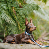 Red Dingo Collar Navy Horizontal Stripes