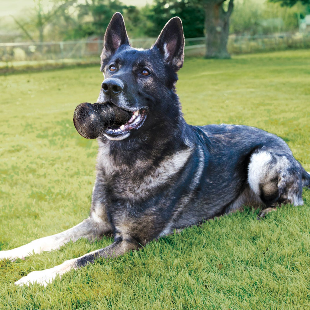 Duramax store for dogs