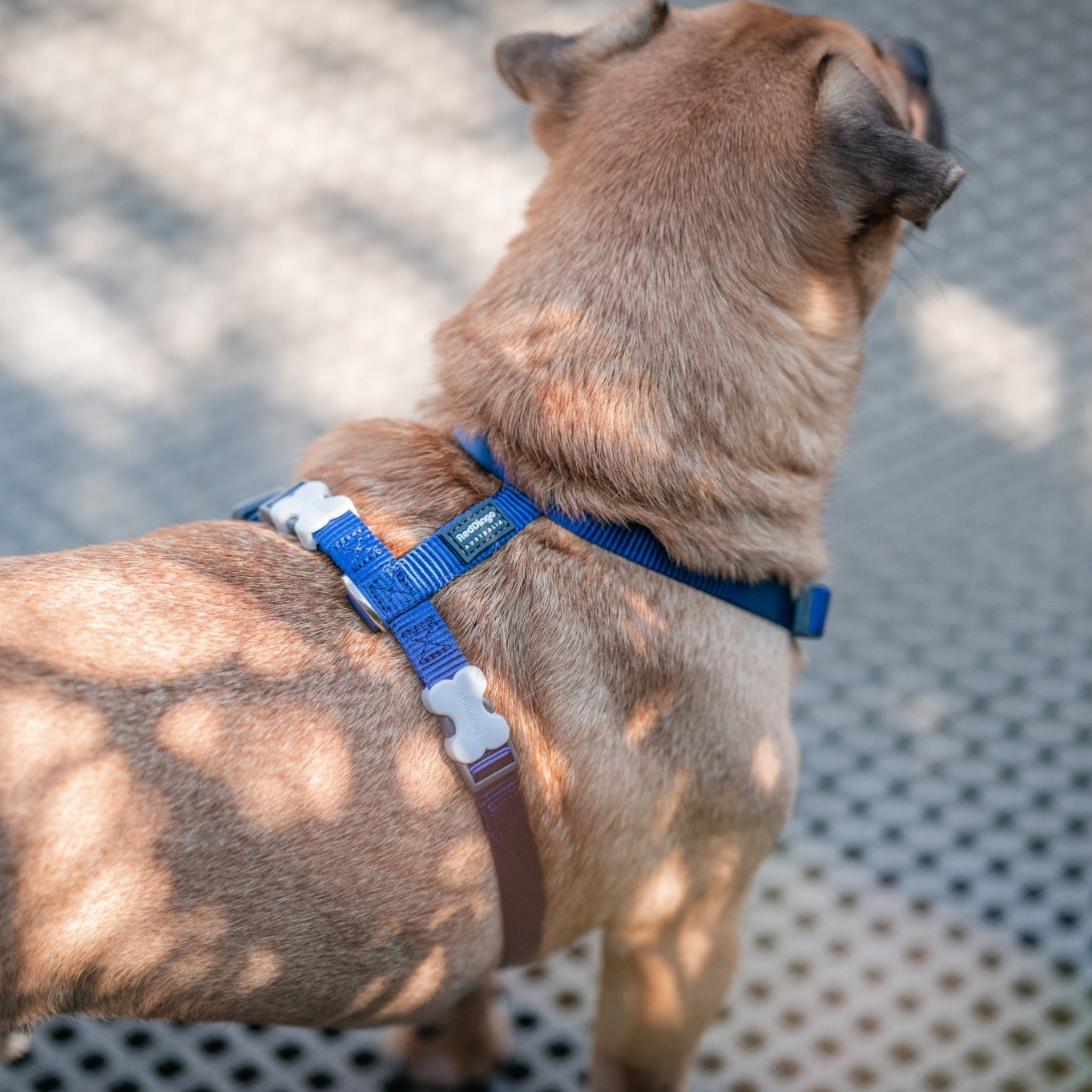 How to Put on a Top Paw Adjustable Harness